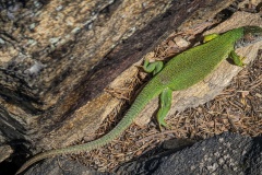 2020.05.08.-Oslavka-167-of-234